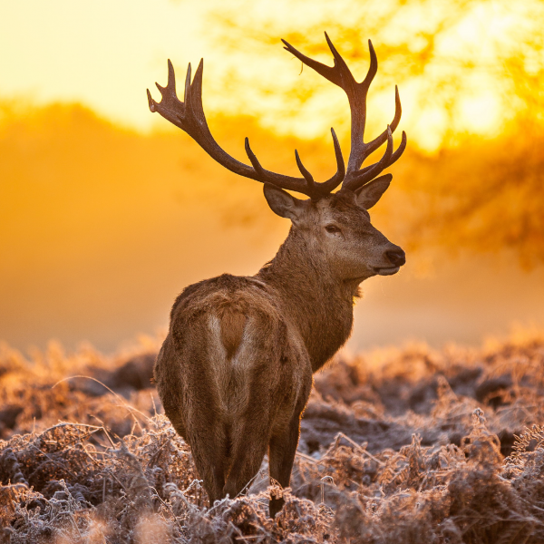 CERF COUCHER DE SOLEIL