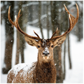 CERF NEIGE