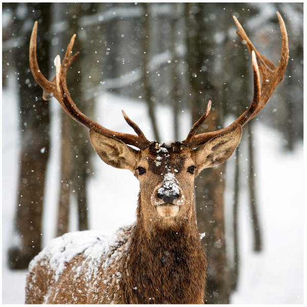 CERF NEIGE