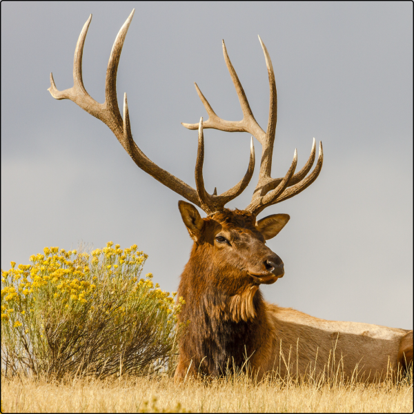 CERF