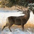 CERF ARBRE