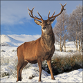 CERF NEIGE