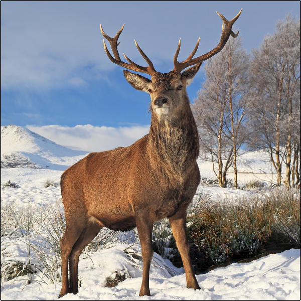 CERF NEIGE