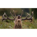 CERF BRAMANT