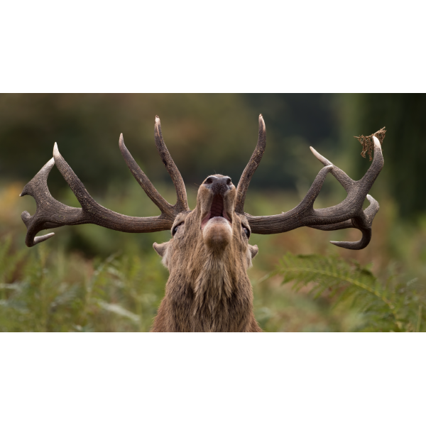 CERF BRAMANT