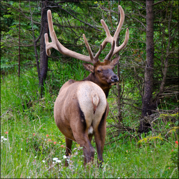 CERF FORET